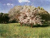 Blooming Apple Trees